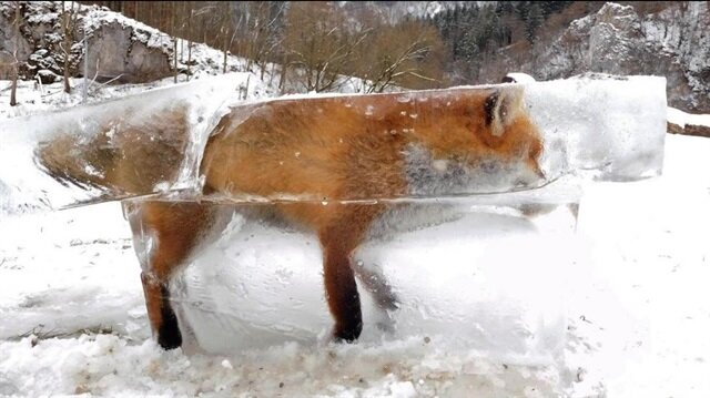 فيديو متداول كيف أودت موجة البرد القارس يوم أمس بحياة العديد من الحيوانات الأليفة والبرية في القارة الآسيوية