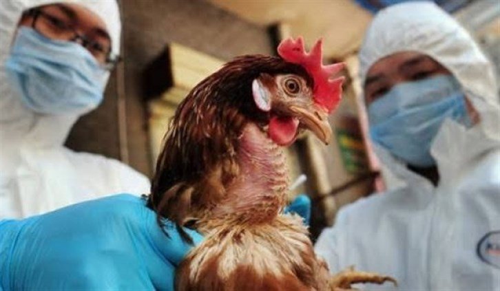 أعلنت الحكومة الصينية عن تسجيل أول إصابة بشرية بفيروس (H10 N3) من سلالة إنفلونزا الطيور.